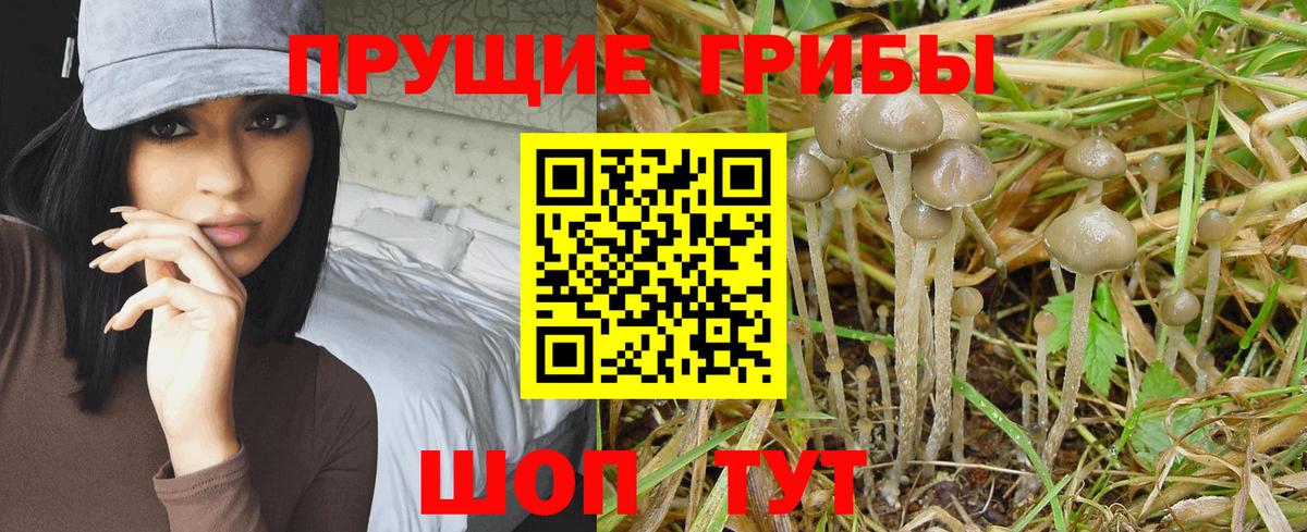 Псилоцибиновые грибы прущие грибы Нефтекумск